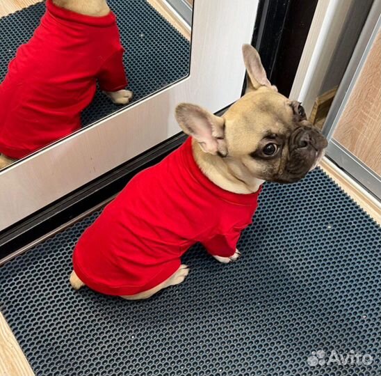 Кофточка, толстовка для любимца