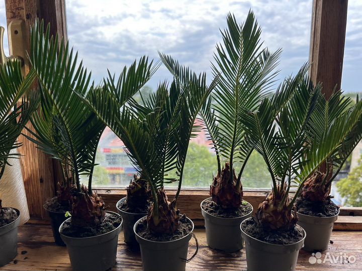 Пальма Цикас революта