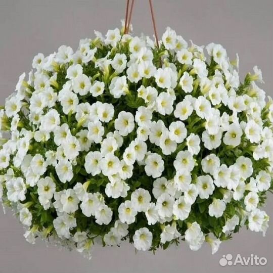 Вегетативная петуния