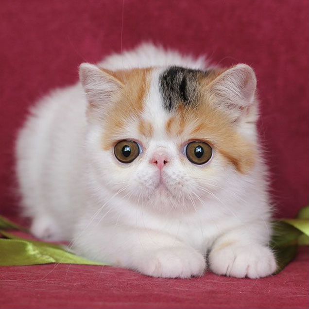 Экзотический короткошёрстный котёнок