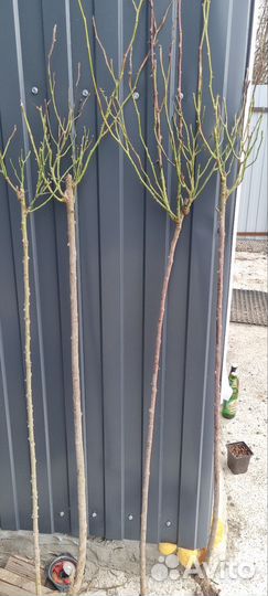 Роза на штамбе