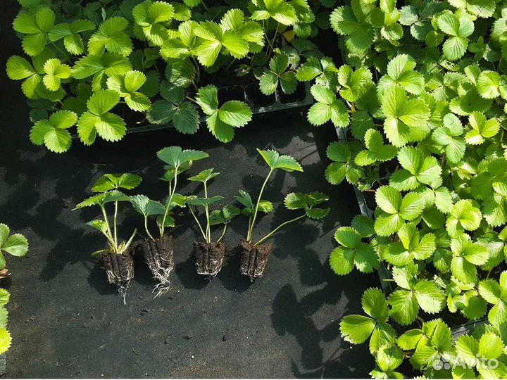 Рассада клубники. Крупная ягода