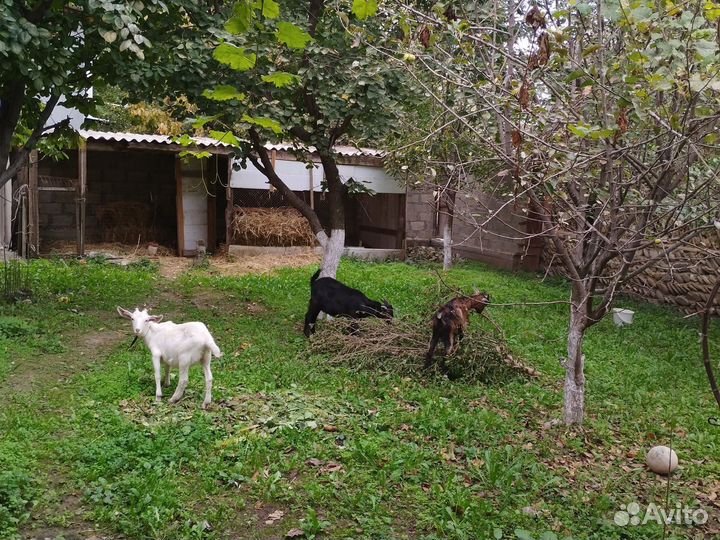 Козлята 6 месяцев