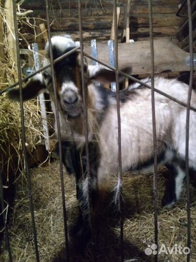 Нубийский козел