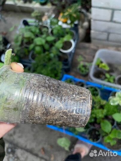 Комнатная мята