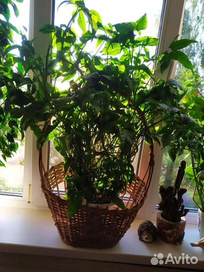 Комнатные цветы