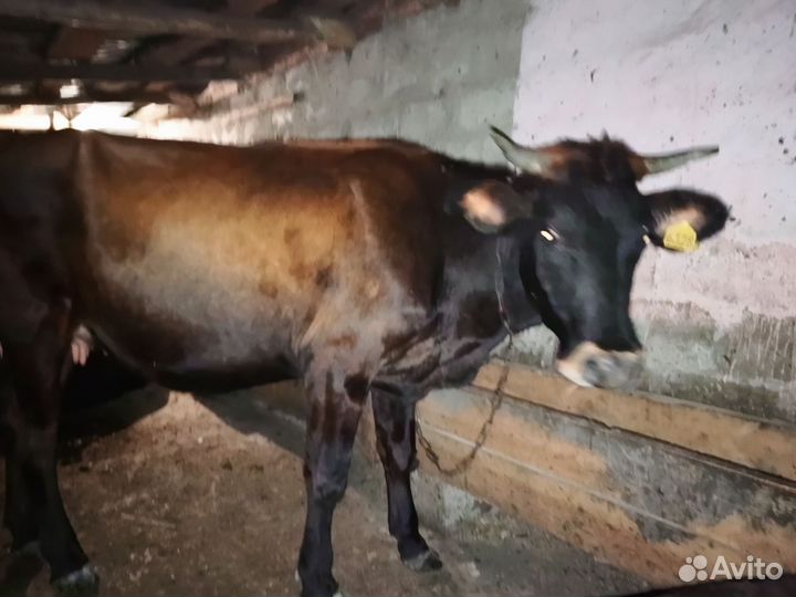 Корова год и 10 месяцев