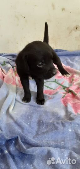 Щенки лабрадора