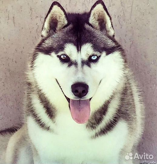 Кобель для вязки