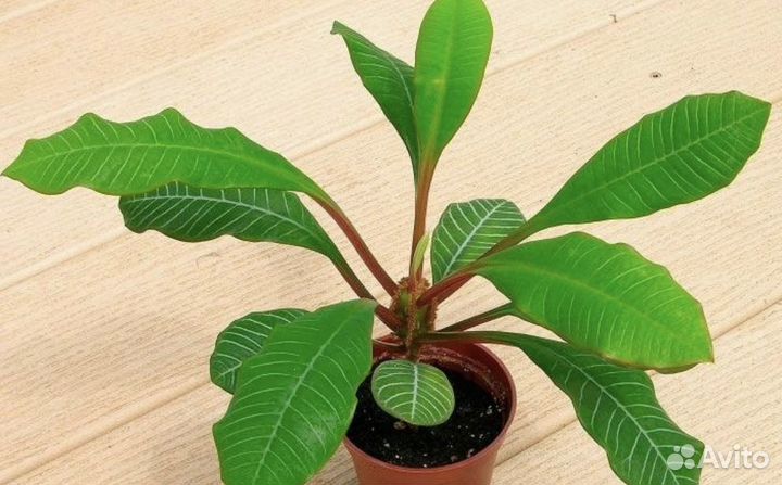 Комнатное растение. Эуфорбия(молочай) суккулент