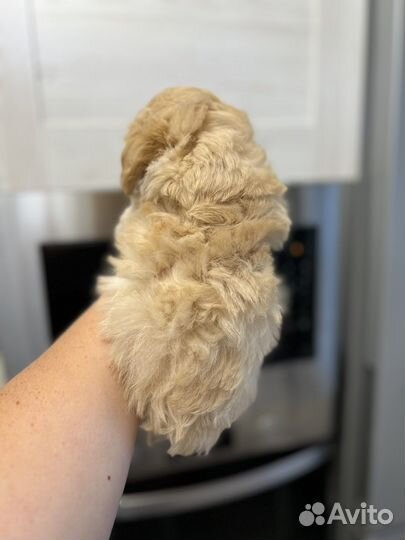 Мальтипу f1 mini