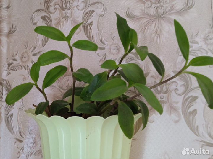 Вьющиеся комнатные растения