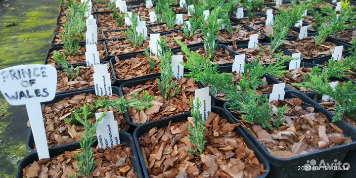 Можжевельник Вилтони Виргинский Блюкарпет Олдголд