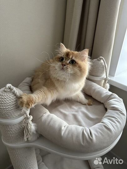 Британская золотая шиншилла