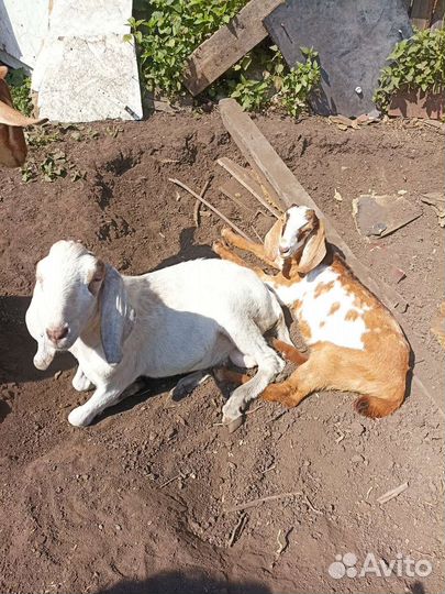 Козочка нубийка, и козлики нубийских кровей