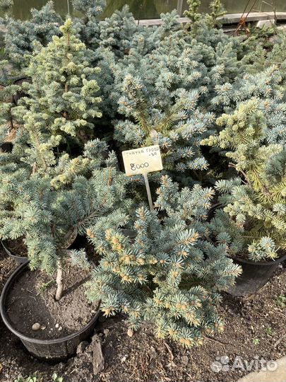 Ель Глаука Глобоза