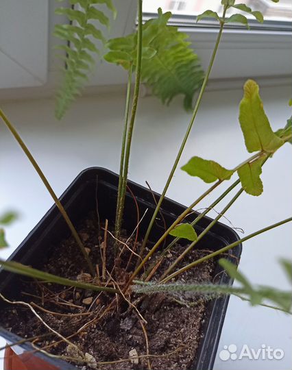 Папортник комнатный