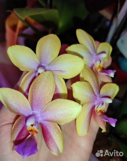 Орхидея Лиодоро