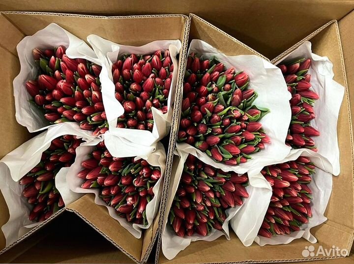 Тюльпаны опт