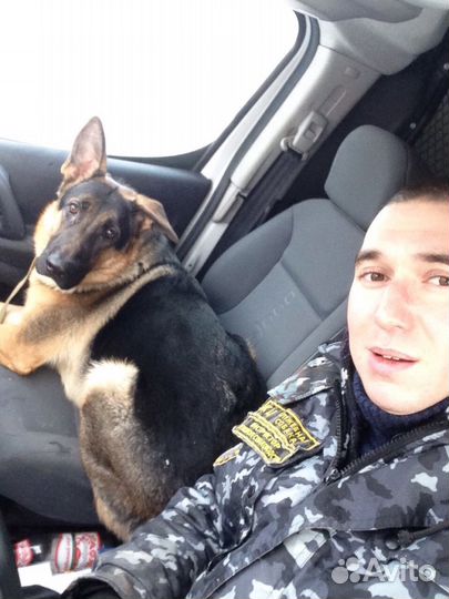 Дрессировка Собак. Кинолог. Передержка