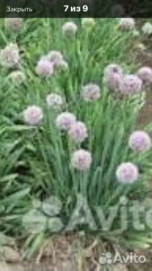 Многолетние Луки Анзур, бурун, шнит