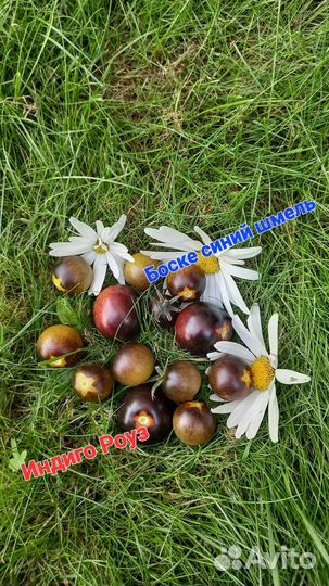 Семена коллекционных томатов, спаржевая фасоль