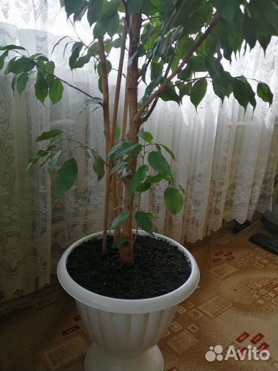 Фикус бенджамина большой