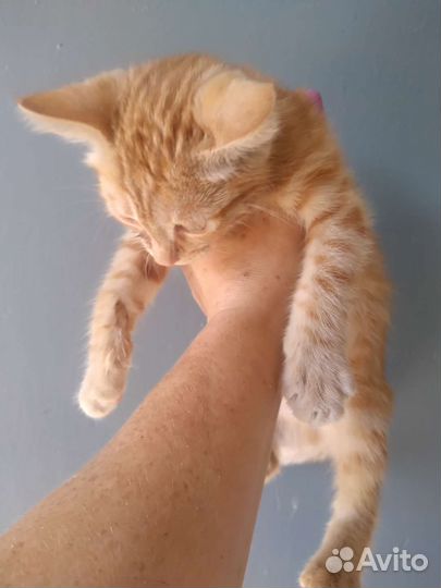 Кошка в дар бесплатно