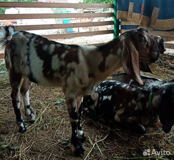 Козочки нубийские