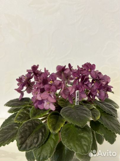 Фиалки цветущие