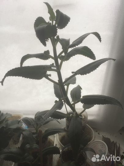 Каланхое,алоэ, алоэ вера,фикус Бенжамина