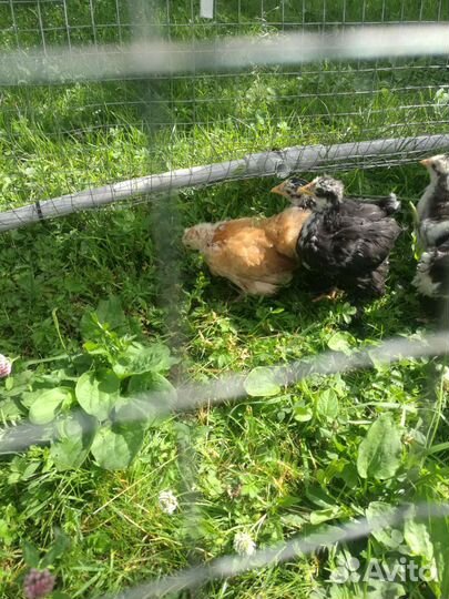 Цыплята кохихинов