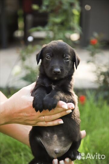 Щенок в добрые руки бесплатно