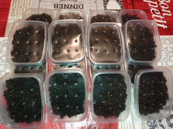 Продам червя