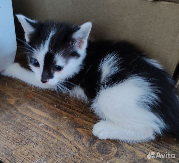 Котята в добрые руки 2 месяца