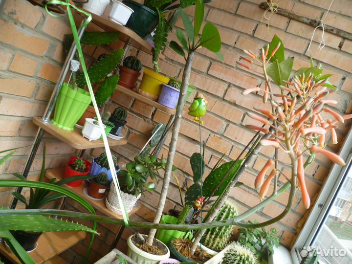 Алоэ Макулата