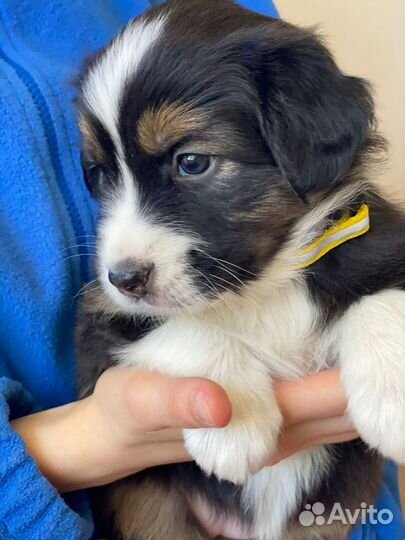 Продаются щенки австралийской овчарки аусси