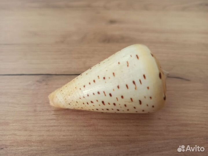 Морская раковина