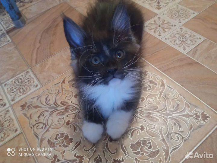 Продам котят мейн-кун