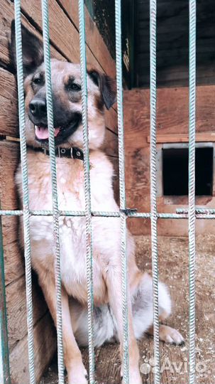 Собака ищет дом