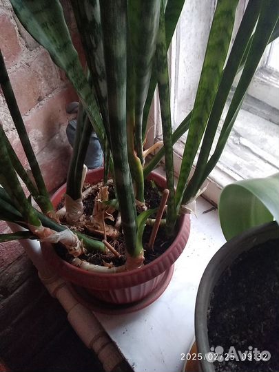 Сансевиерия щучий хвост