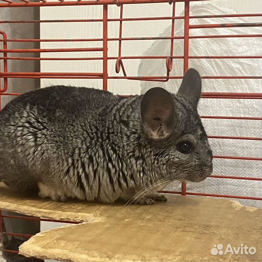 Шиншилла