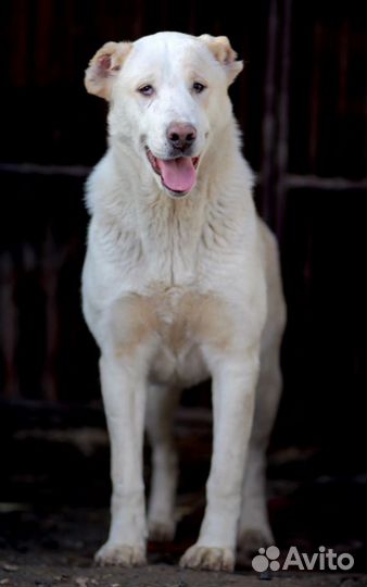 Ищет дом замечательная Собака Снежа