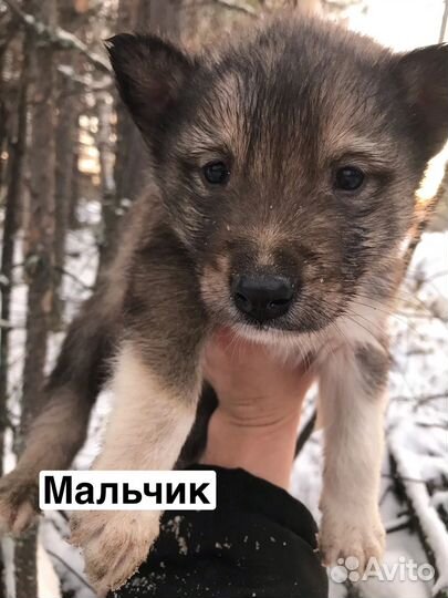 Щеночек лайки бесплатно