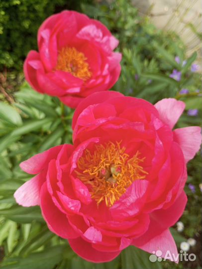 Астильба, пионы, клематис