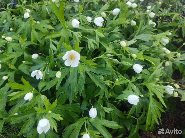 Незабудка, ирисы, хризантемы и др