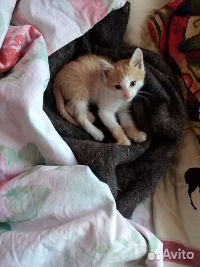 Котенок в хорошие руки