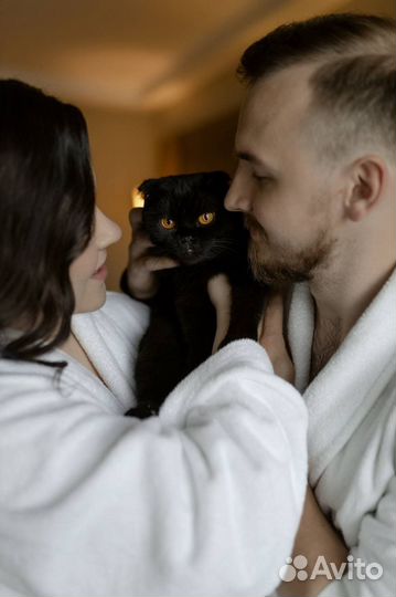 Передержка для кошек