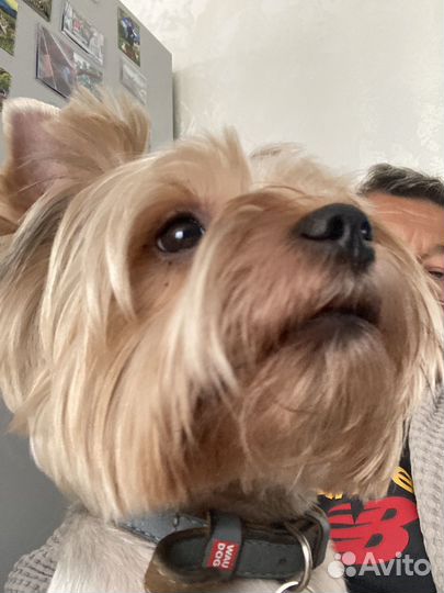 Йорк для вязки с нашей оплатой 5000 развязан