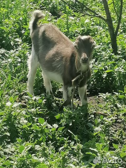 Козлики ламанча 100